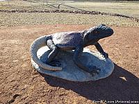 Giant Chuckwalla