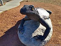 Giant Chuckwalla