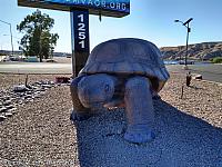 Giant Tortoise