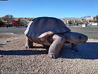 Giant Tortoise