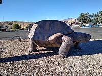 Giant Tortoise