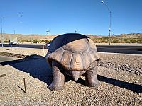 Giant Tortoise