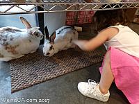 Tiffany saying hello to some of the bunnies