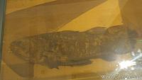 Coelacanth