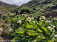 Calla Lily Valley