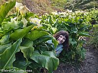 Calla Lily Valley