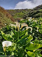 Calla Lily Valley