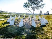 Bunny Henge near the Newport Beach Civic Center consists of 14 concrete bunnies.