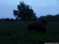 Bison roam Golden Gate Park in San Francisco