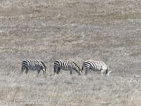 San Simeon Zebras