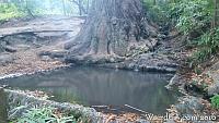 Koi Pond in Pogonip