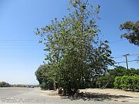 The Sycamore Tree at the end of Sycamore Road