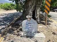 The Sycamore Tree at the end of Sycamore Road