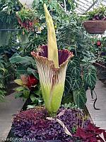 A Corpse Flower at Cal Poly San Luis Obispo