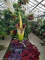 Corpse Flower