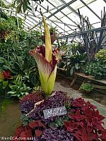 Corpse Flower