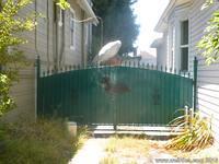 A Doggie Diner Head peaks out from behind the gate at the Dachshund House