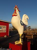 Banning Giant Rooster