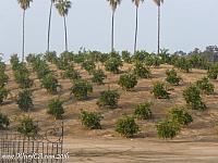 Groves of oranges in Riverside