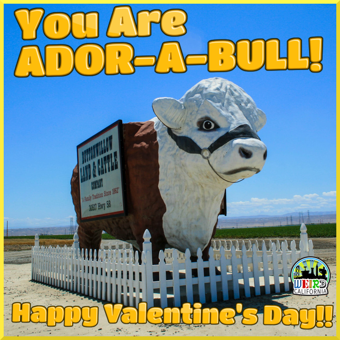 You are ador-a-BULL